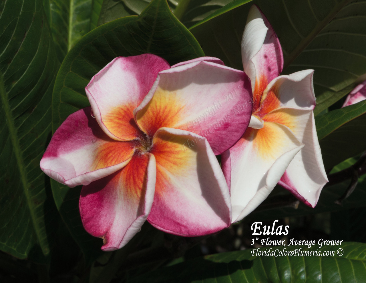 Eulas Plumeria Introduced by Florida Colors Nursery