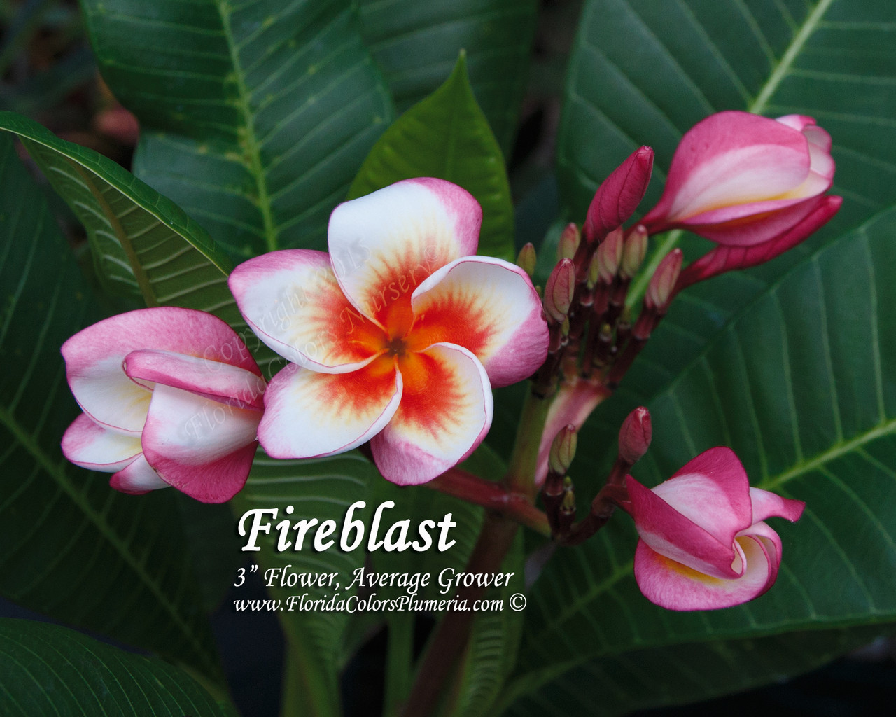 Fireblast Plumeria