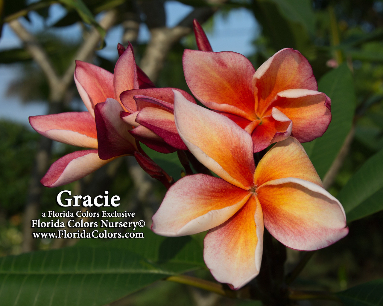 Gracie Plumeria Florida Colors Nursery