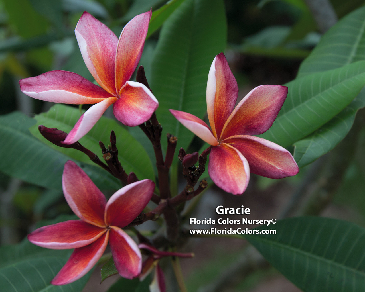 Gracie Plumeria Florida Colors Nursery
