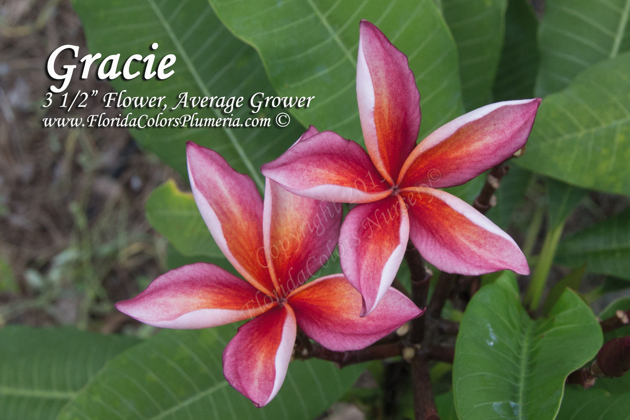 Gracie Plumeria Florida Colors Nursery