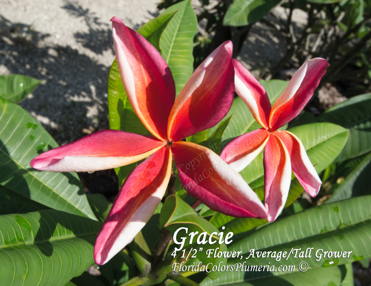Gracie Plumeria Florida Colors Nursery