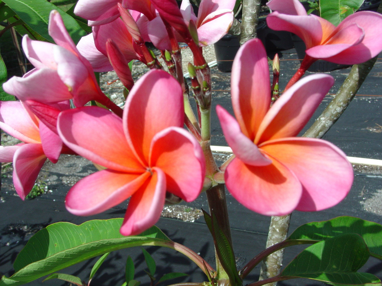 Andrea Jean Plumeria Introduced by Florida Colors Nursery