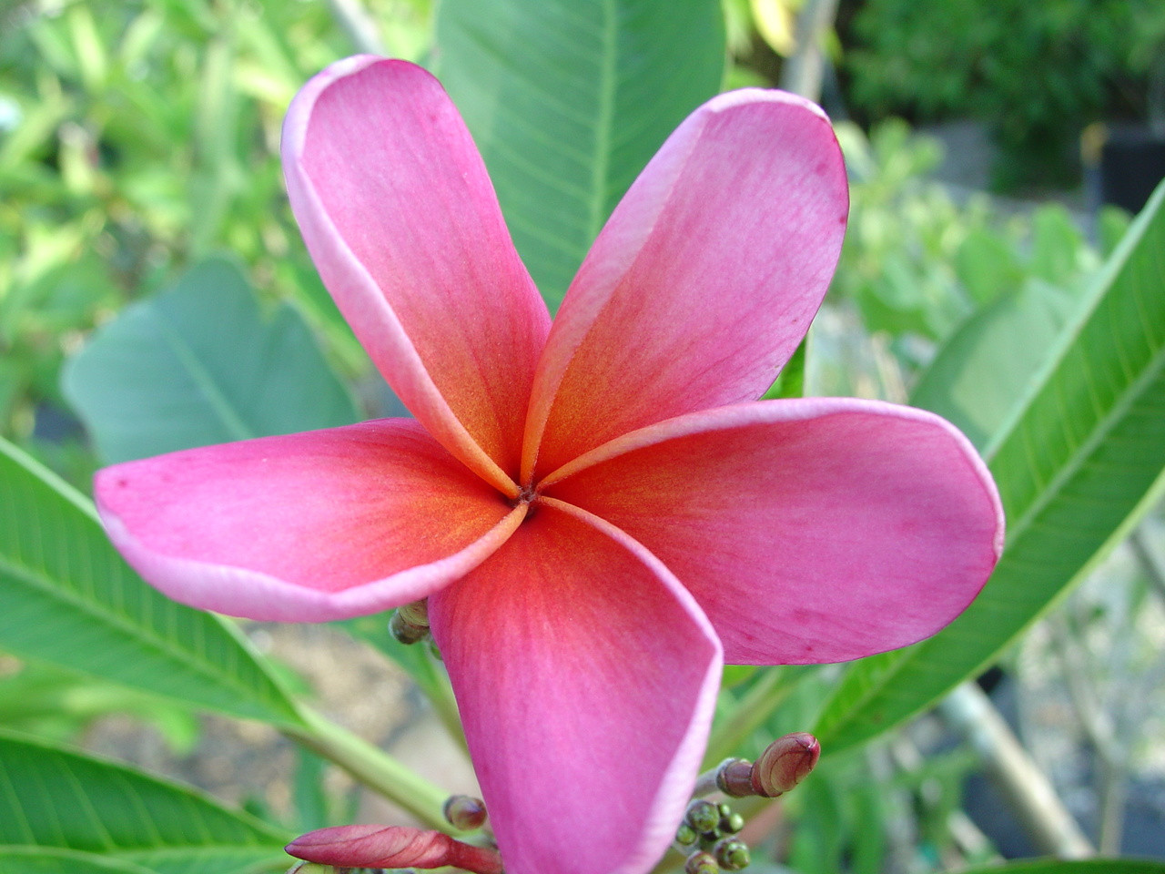 plumeria☆ Aloha summertime blooms! 3rd to the show is Super Round