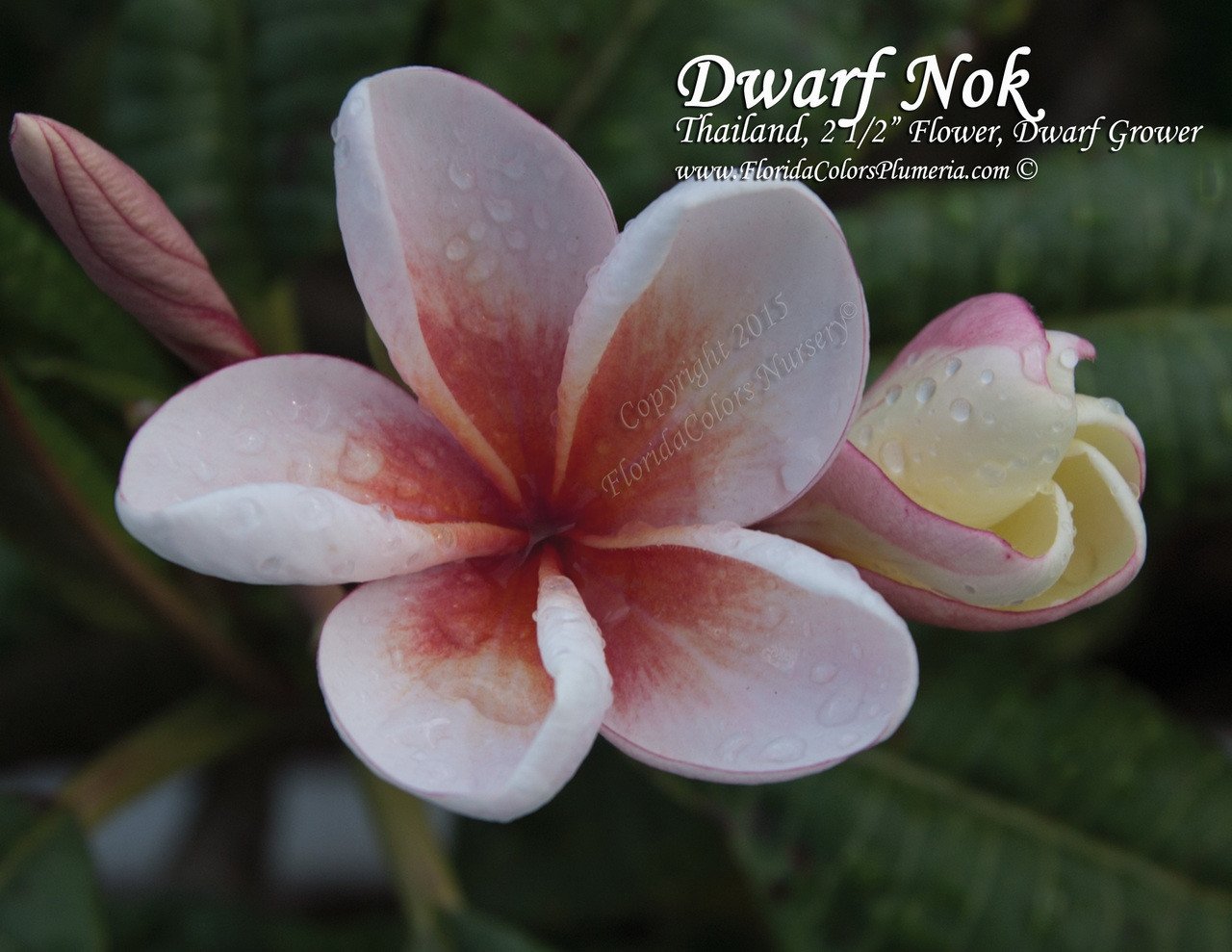 Duang Suree aka Dwarf Nok Plumeria