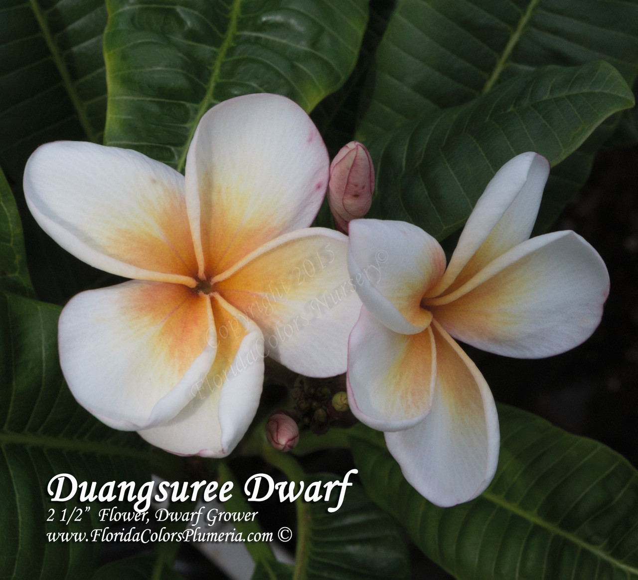 Duang Suree aka Dwarf Nok Plumeria