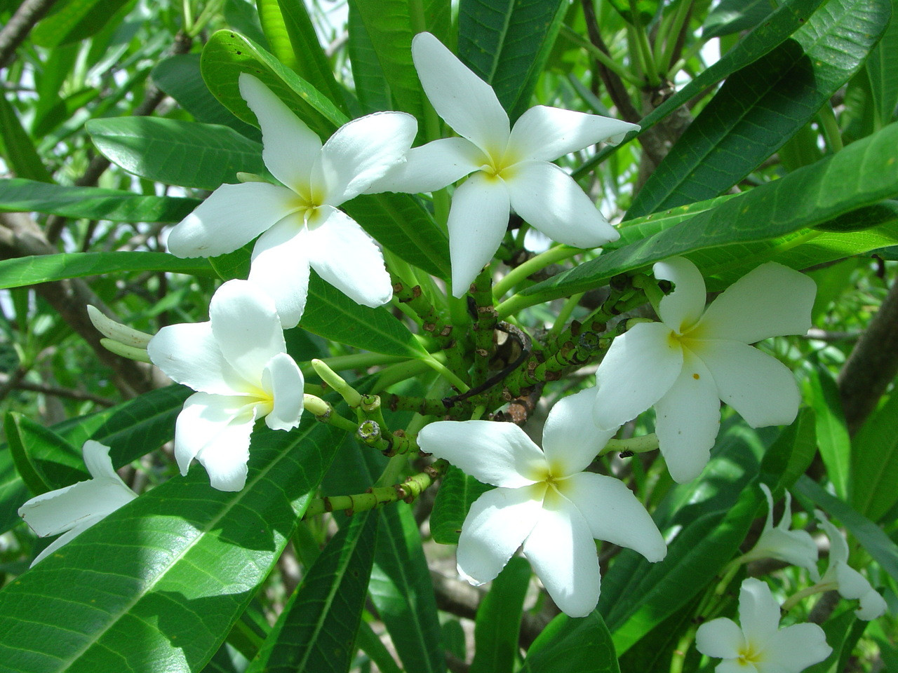 P. Cubense Plumeria