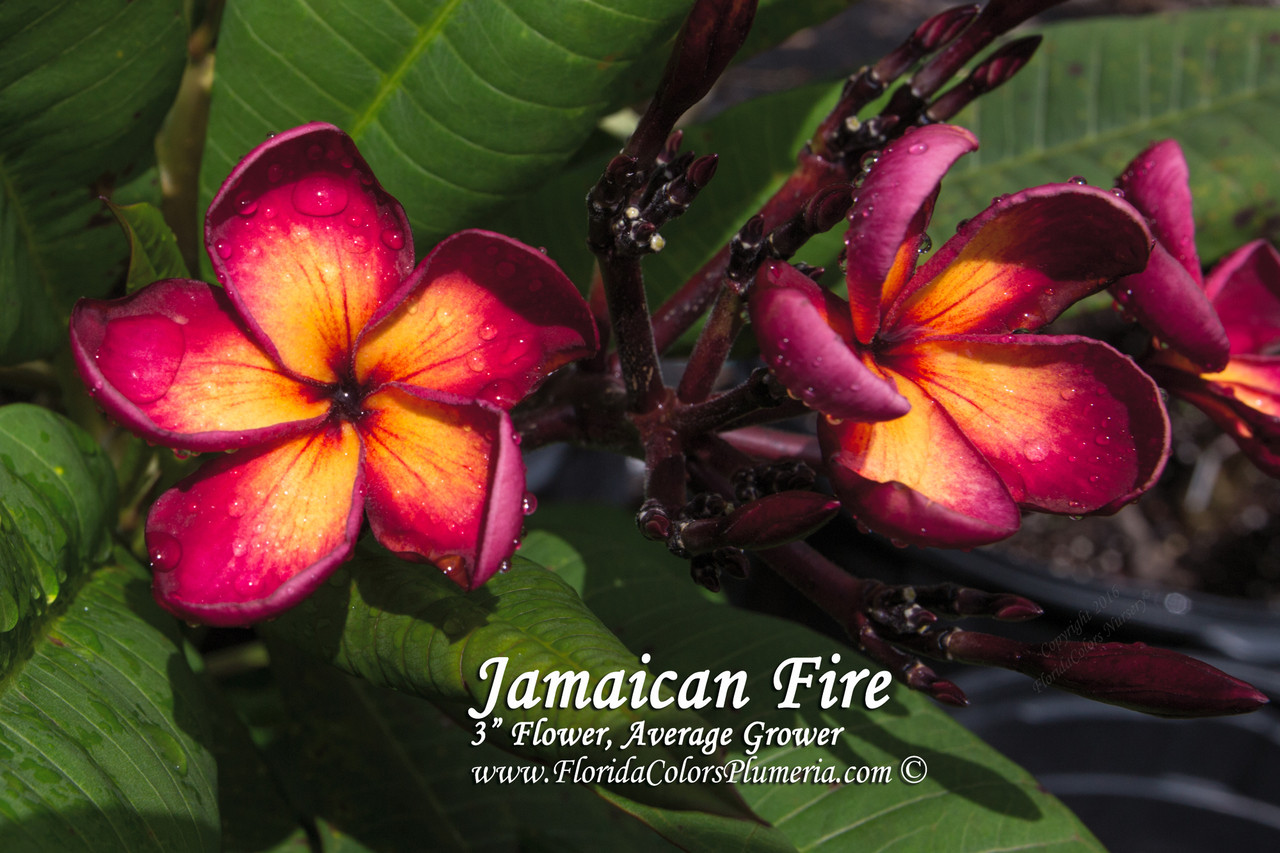 Jamaican Fire Plumeria