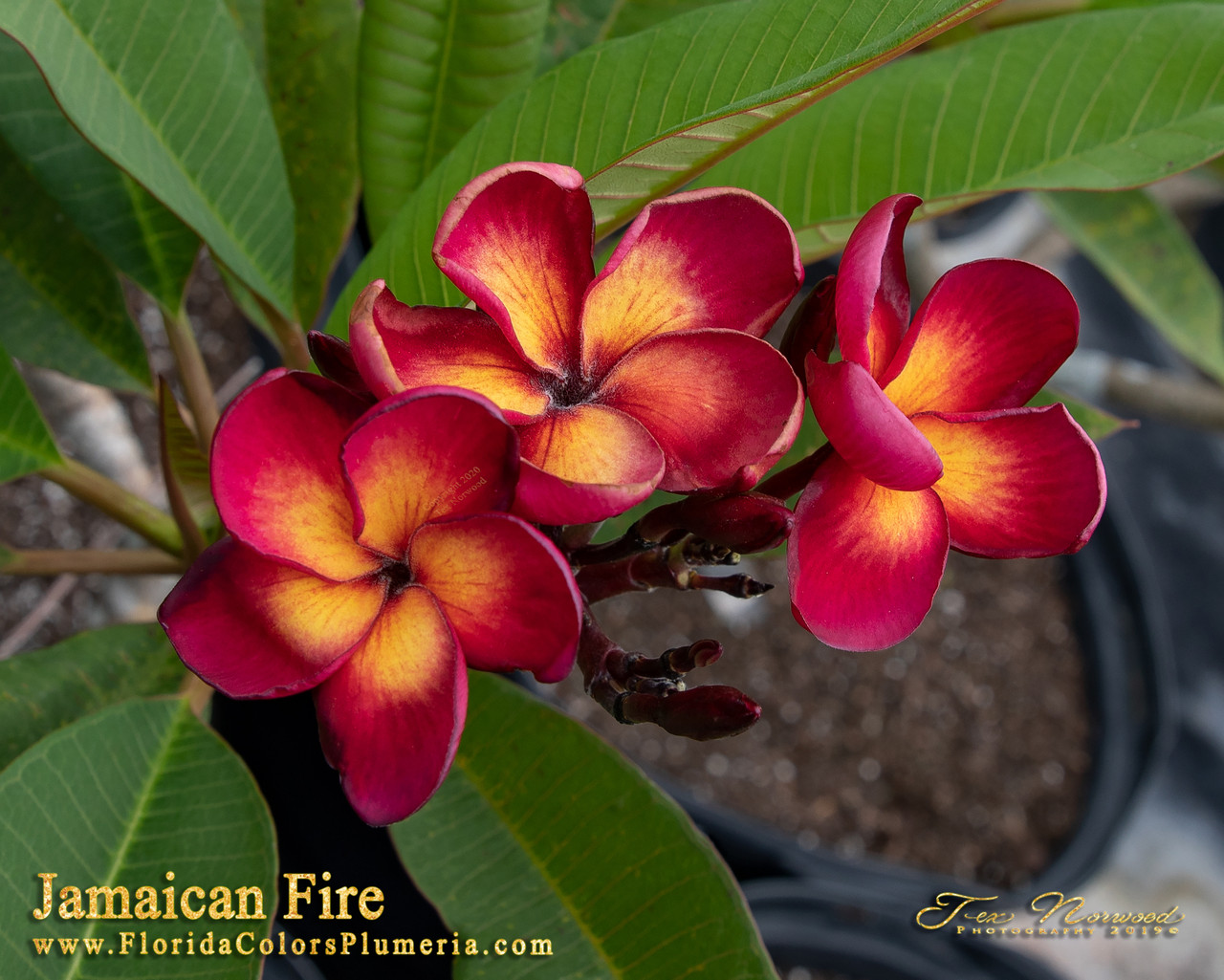 Jamaican Fire Plumeria