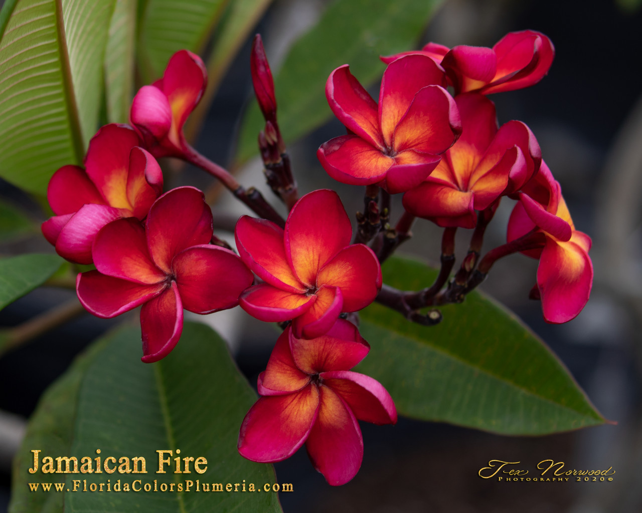 Jamaican Fire Plumeria