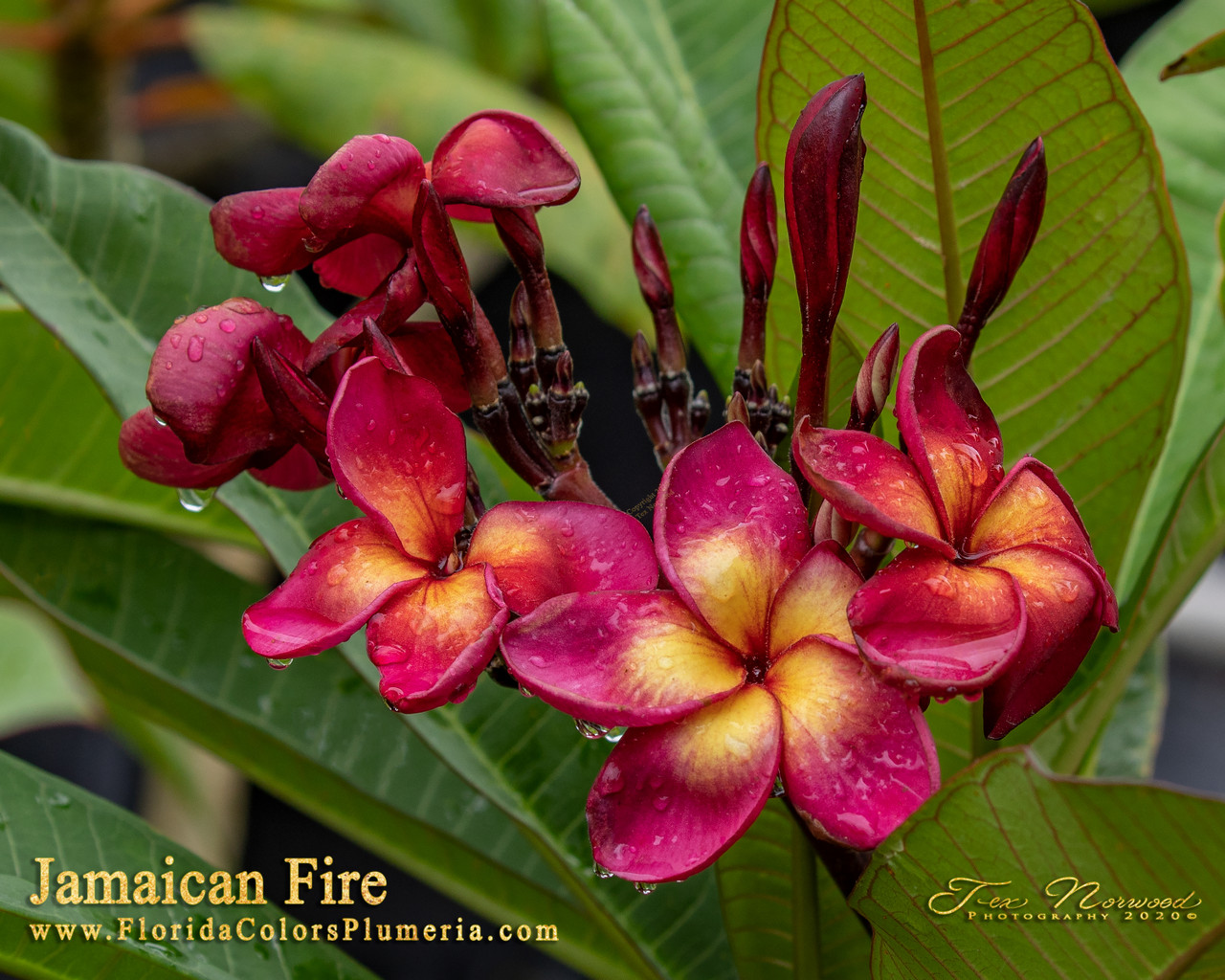 Jamaican Fire Plumeria