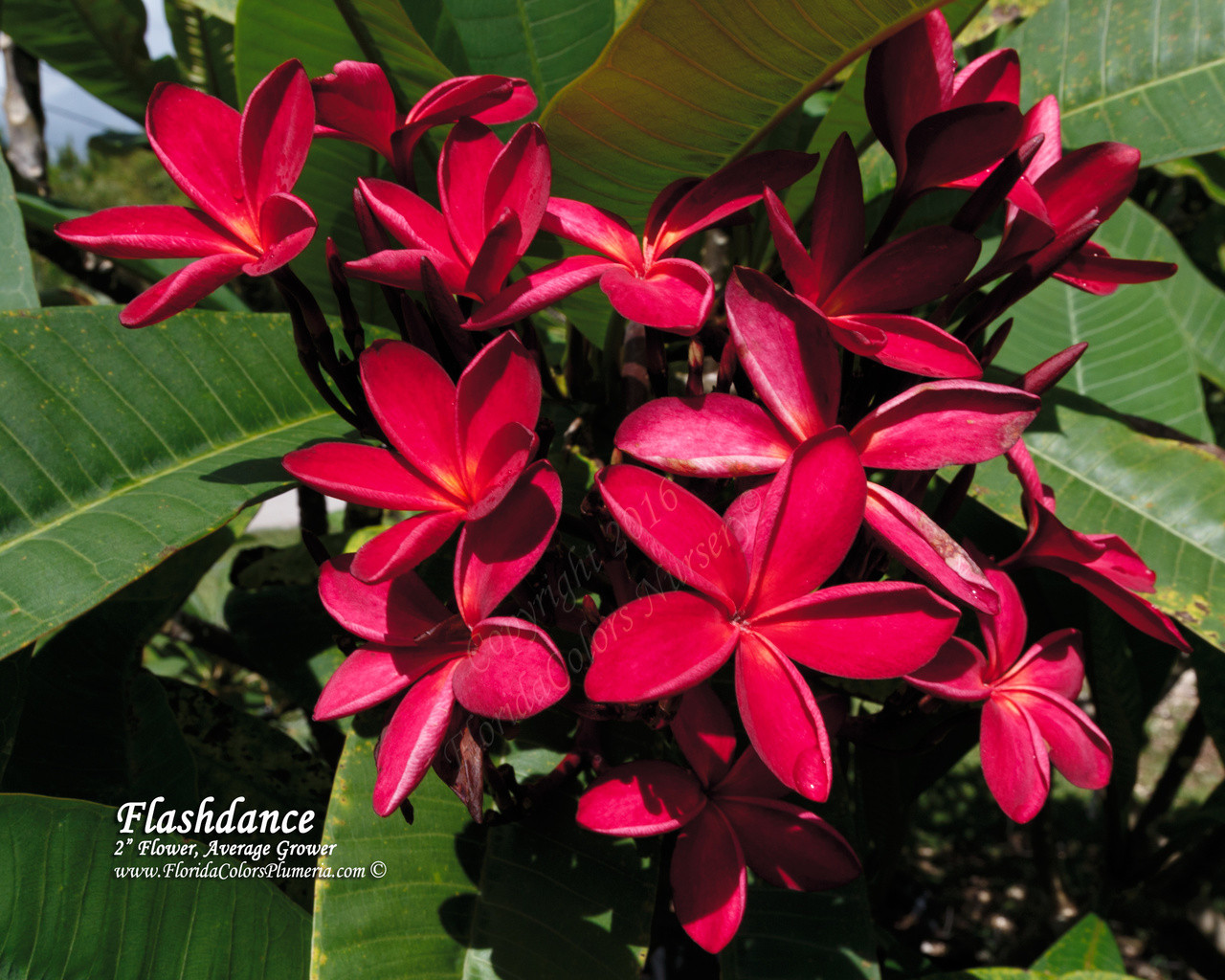 Flashdance FCN (rooted ) Plumeria