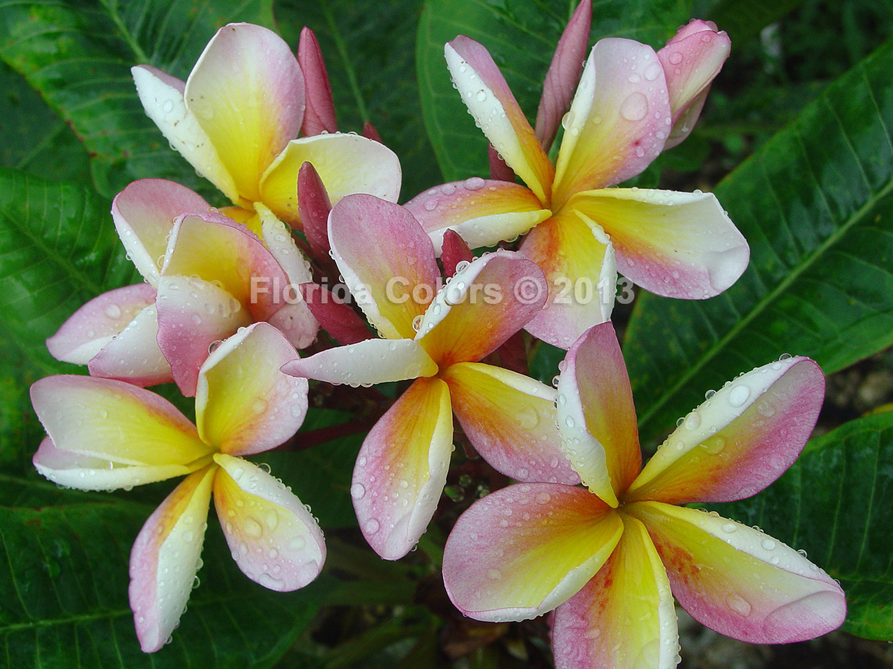Hawaiian Church Plumeria