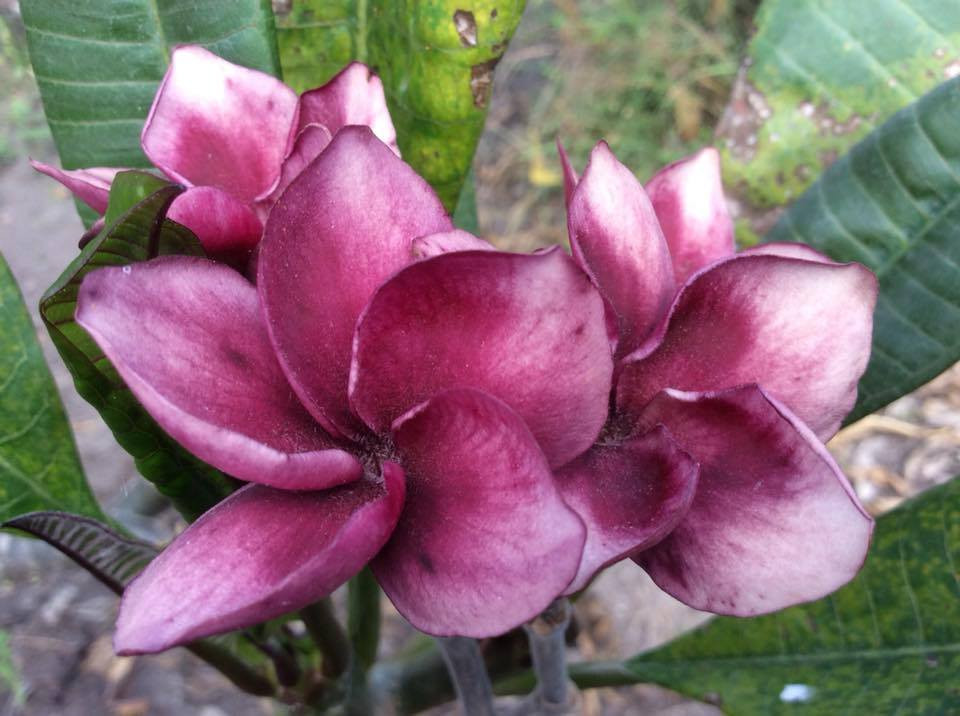 Grenadina Nui Plumeria