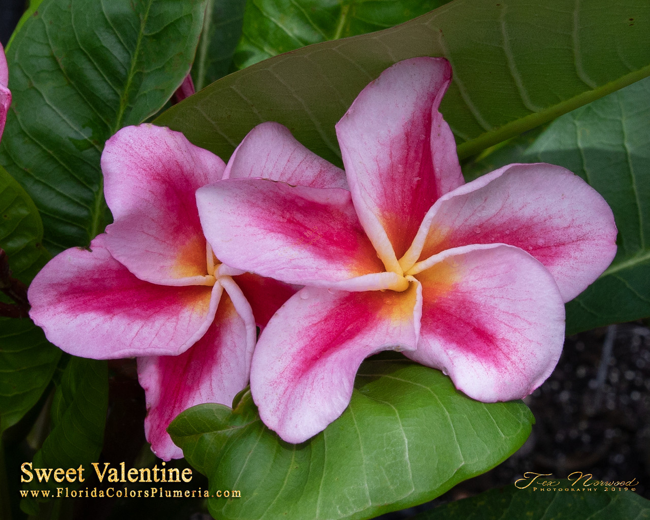 F*l様 プルメリア Sweet valentine Plumeria by N Sweet Valentine Plumeria