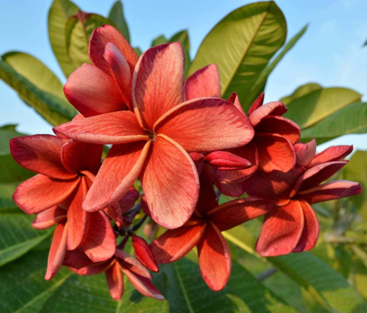 Doric Plumeria Introduced by Jim Little