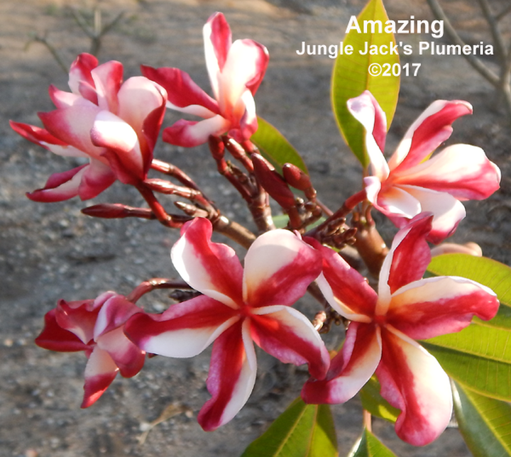 Amazing Plumeria Introduced by Jungle Jack