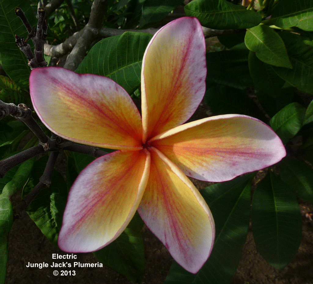 Electric Plumeria Introduced by Jungle Jack