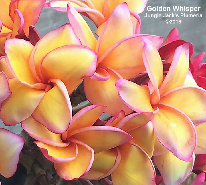 Golden Whisper Plumeria Introduced by Jungle Jack
