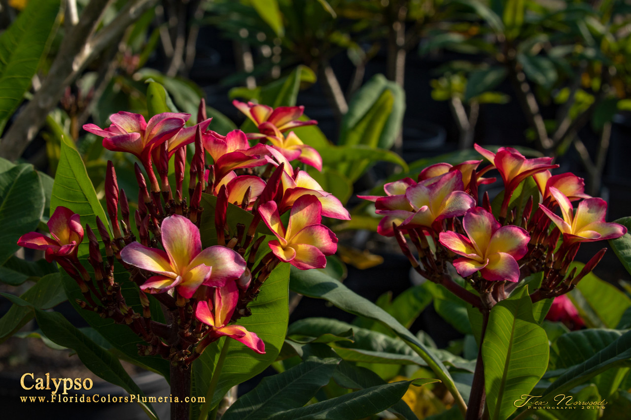 Calypso Plumeria Introduced by Jungle Jack