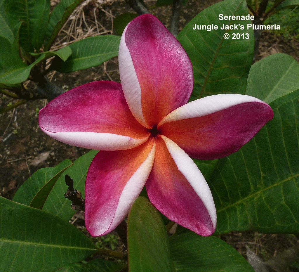 Serenade Plumeria Introduced by Jungle Jack