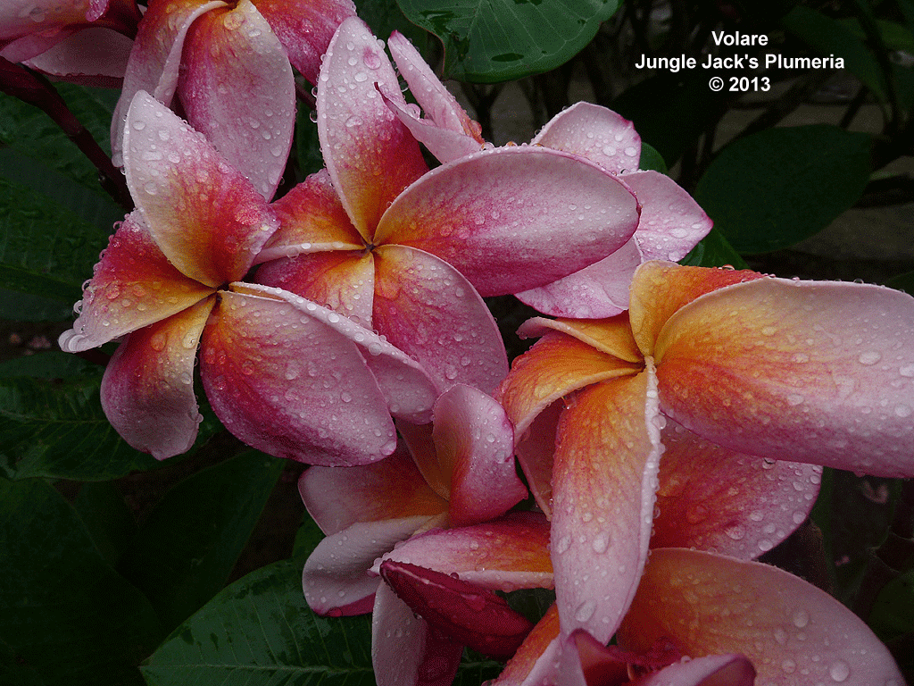 Volare Plumeria Introduced by Jungle Jack