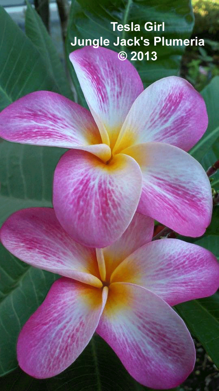 Tesla Girl Plumeria Introduced by Jungle Jack