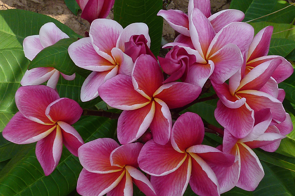 Synchronicity Plumeria Introduced by Jungle Jack