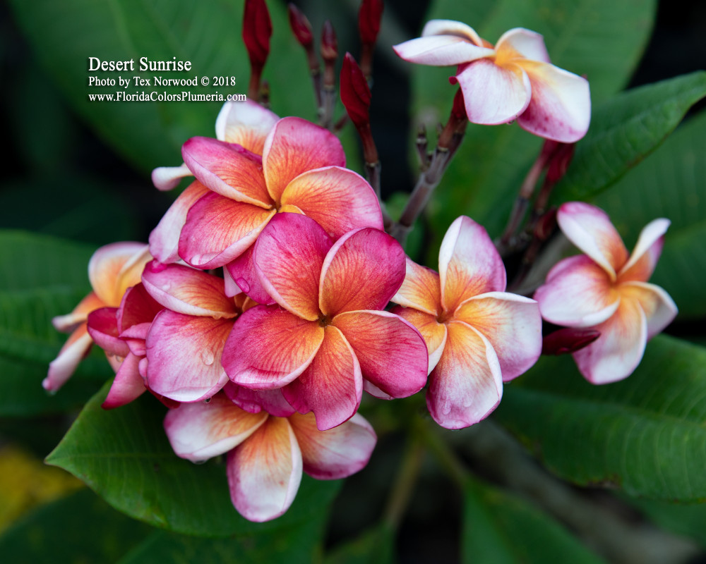 Desert Sunrise JJ Plumeria