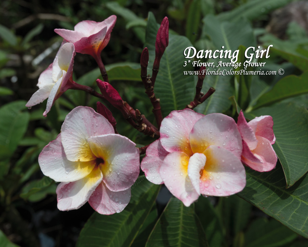 Dancing Girl Plumeria