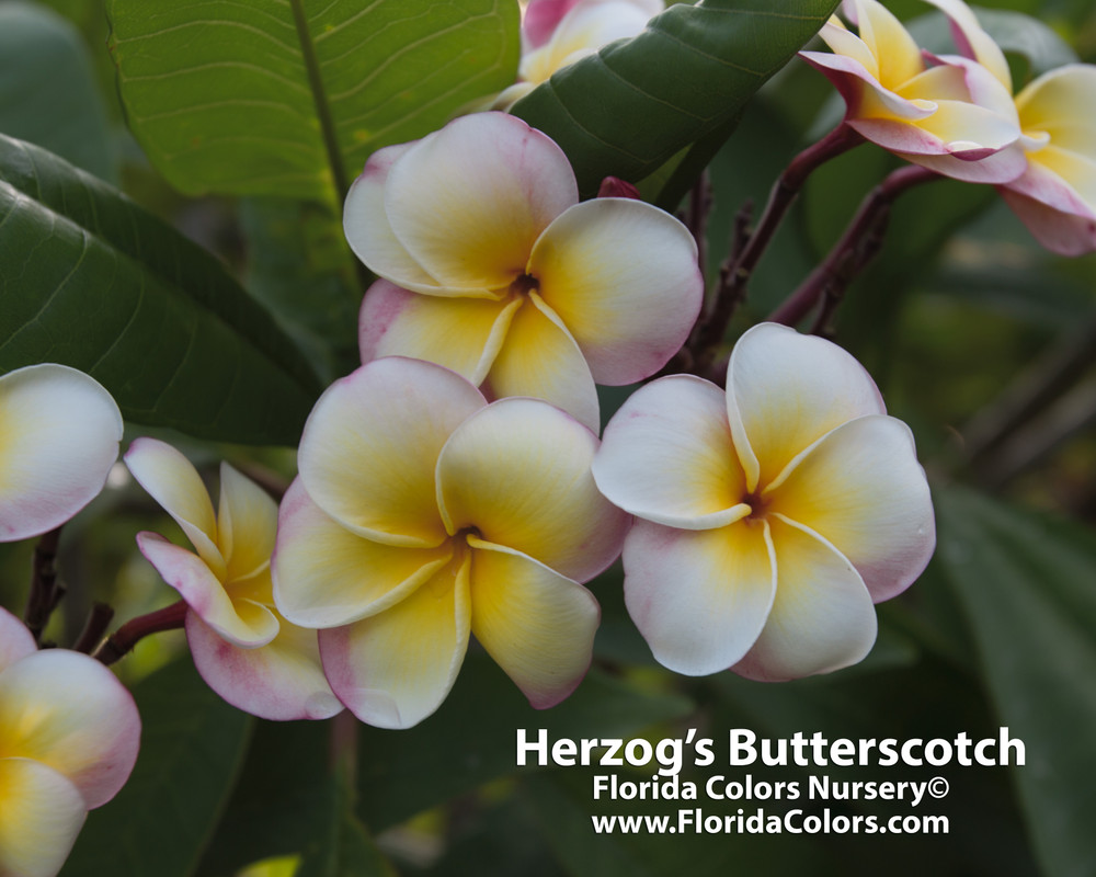 Herzog's Butterscotch Plumeria