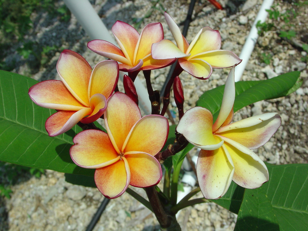 Thai Naranja Plumeria