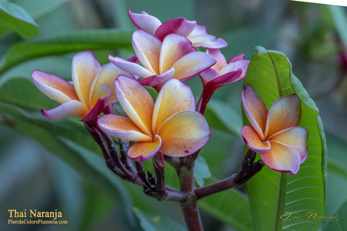 Thai Naranja Plumeria