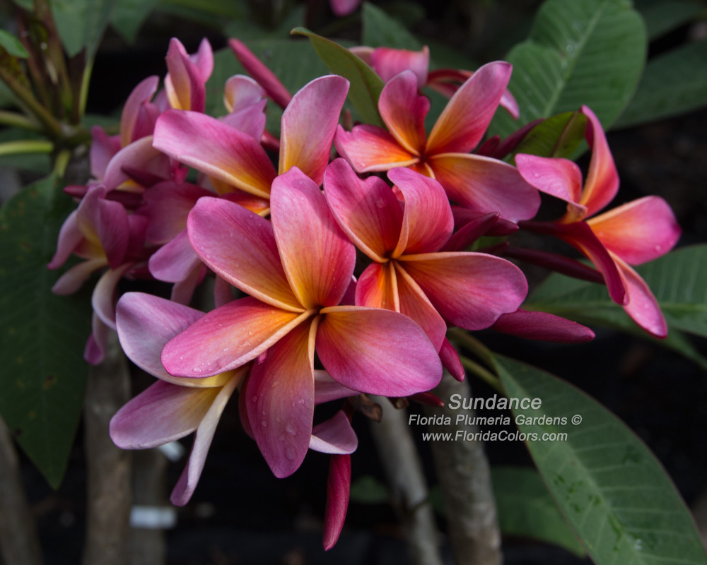 Sundance Plumeria