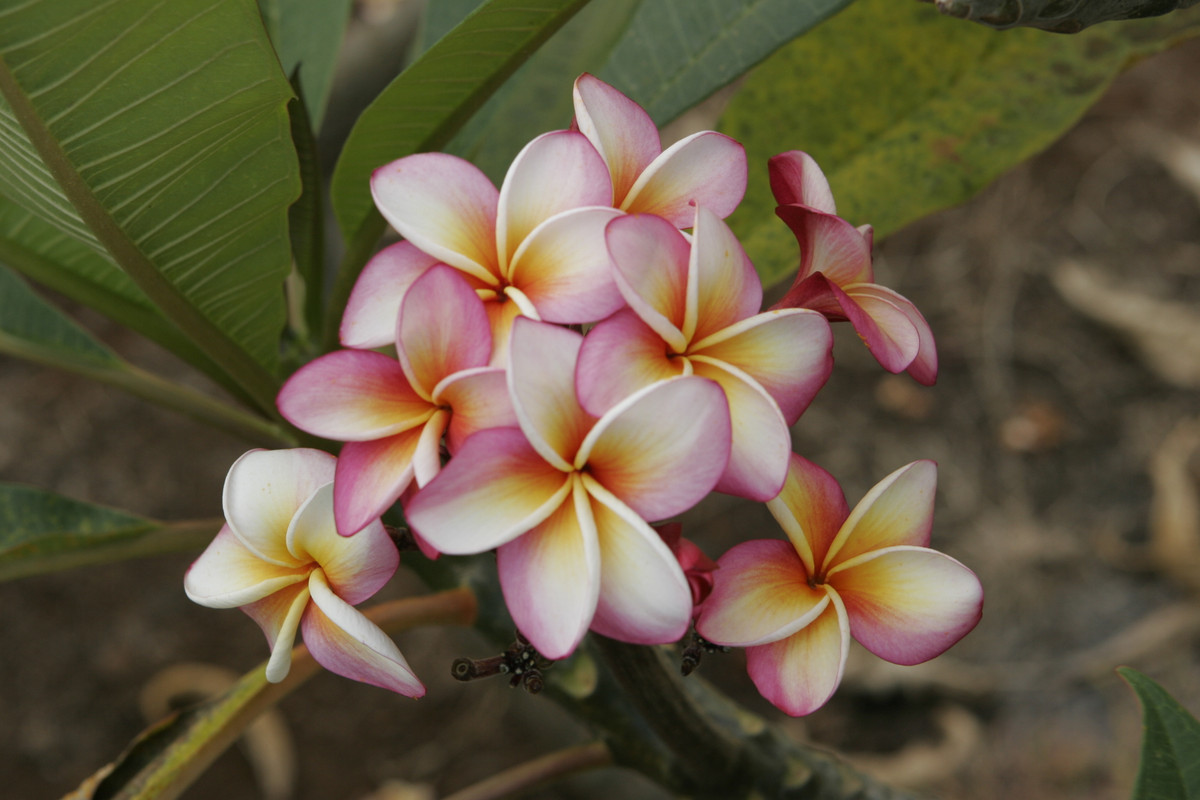 Elizabeth Thornton Plumeria