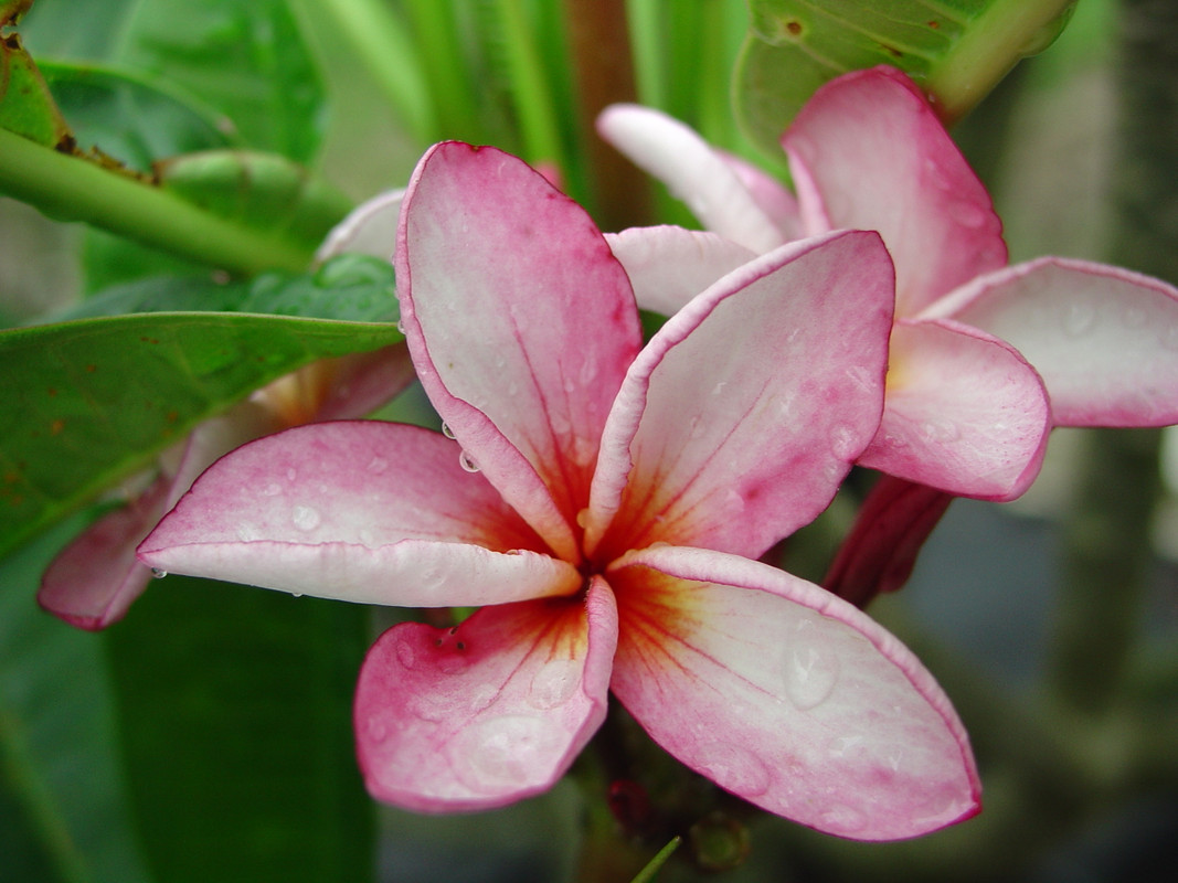 Pink Sunset Plumeria