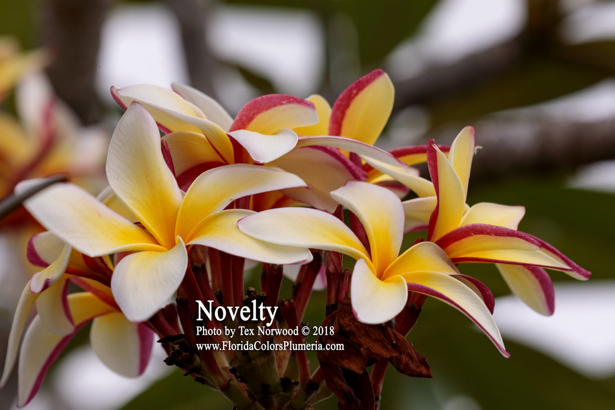 Novelty Plumeria