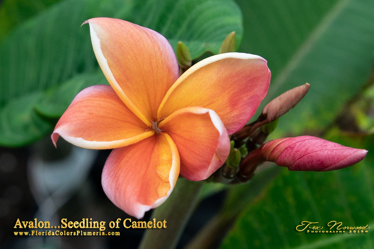 Avalon FCN Plumeria