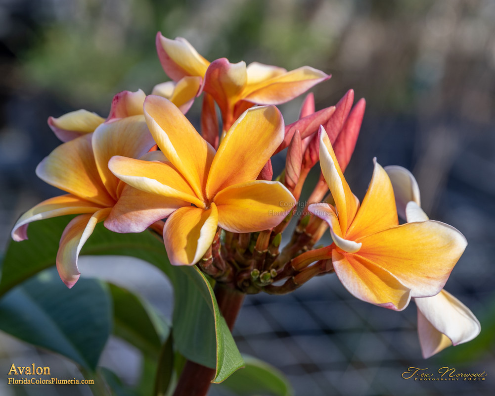 Avalon FCN Plumeria