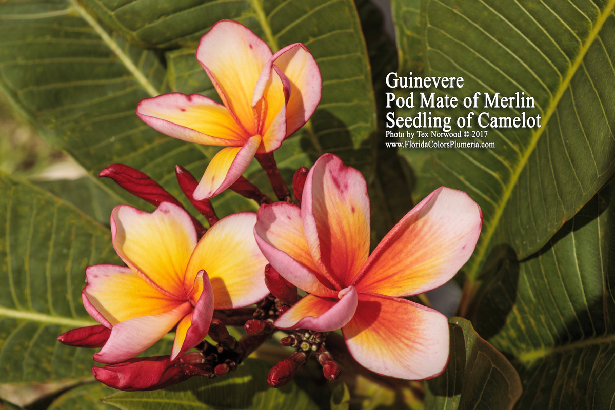 Guinevere FCN Plumeria