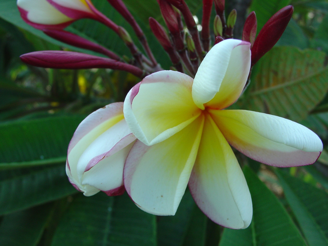 White Shell Plumeria