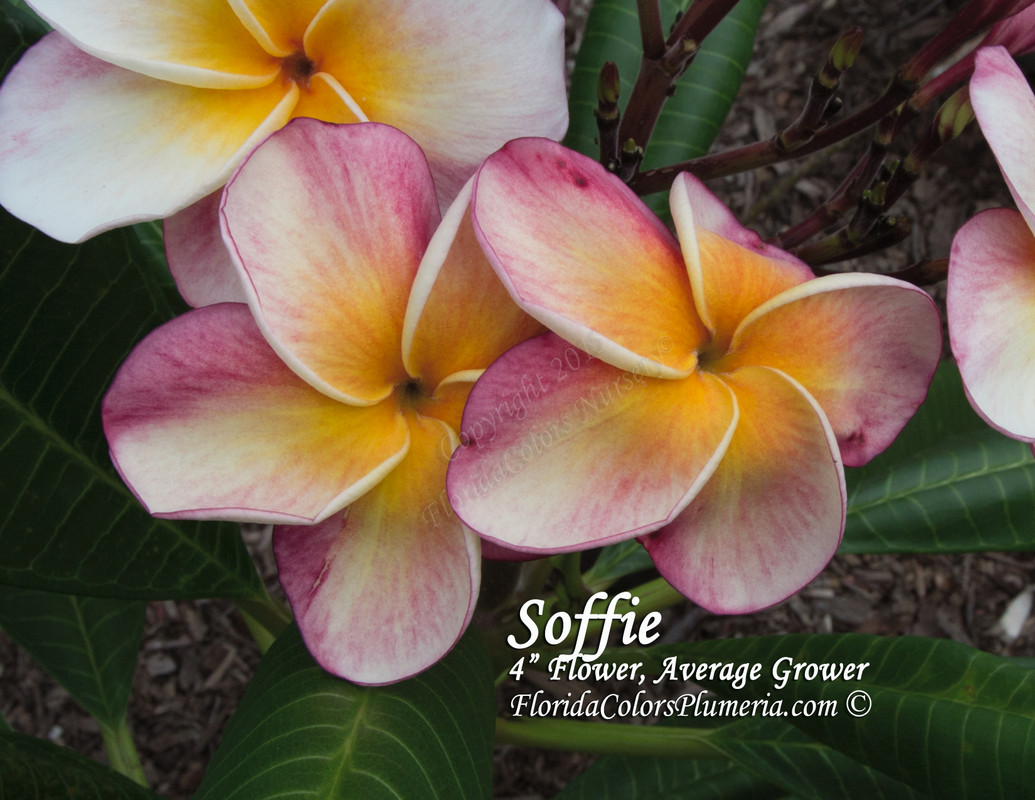 Texas Soffie FCN Plumeria