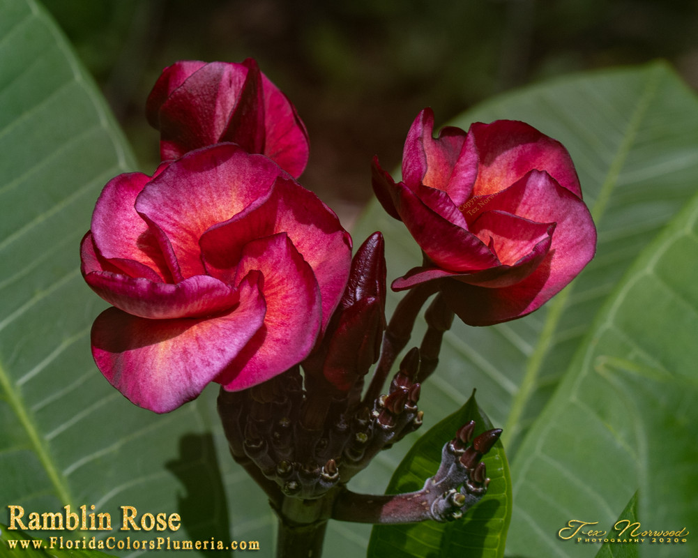 Ramblin Rose FCN Plumeria