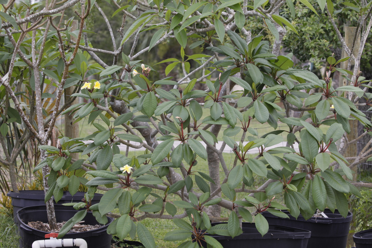 Mikey Plumeria tree by Florida Colors Nursery, Visit FloridaColorsNursery.com!