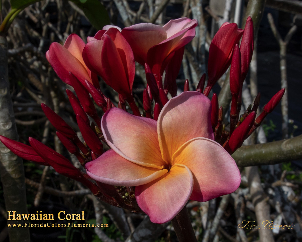 Hawaiian Coral JL Plumeria