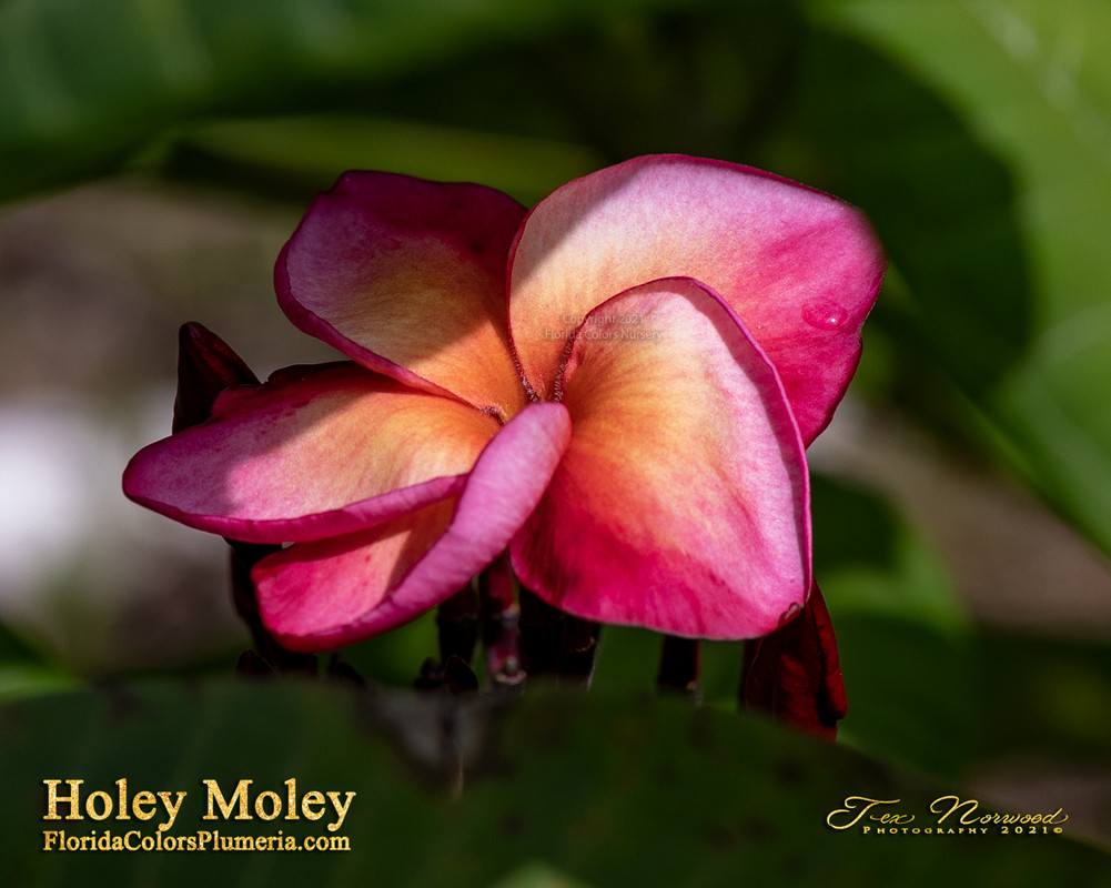 Holey Moley FCN Plumeria