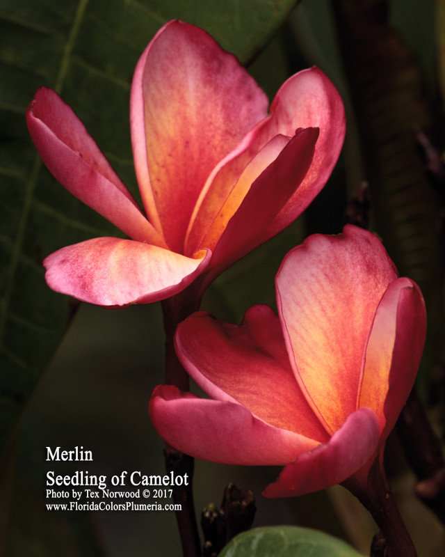 Merlin FCN Plumeria