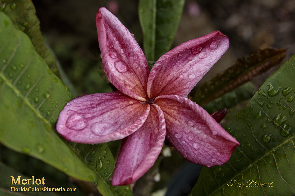 Merlot FCN Plumeria