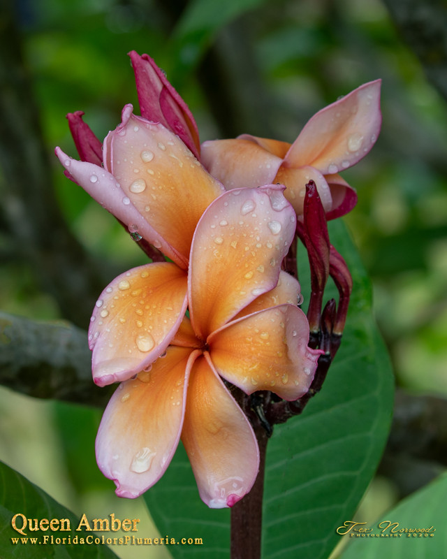 Queen Amber JJ Plumeria