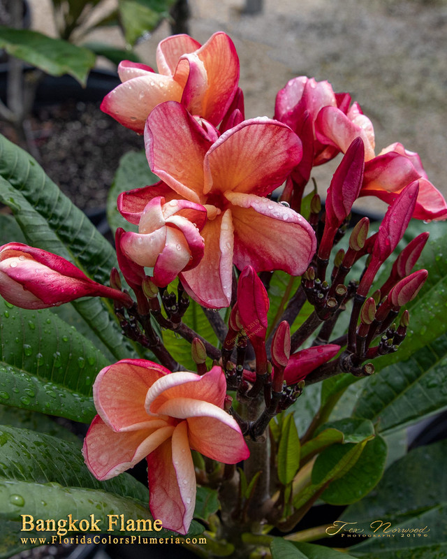 Bangkok Flame Plumeria